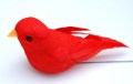 207776 Veren vogel rood